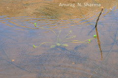 Myriophyllum tuberculatum